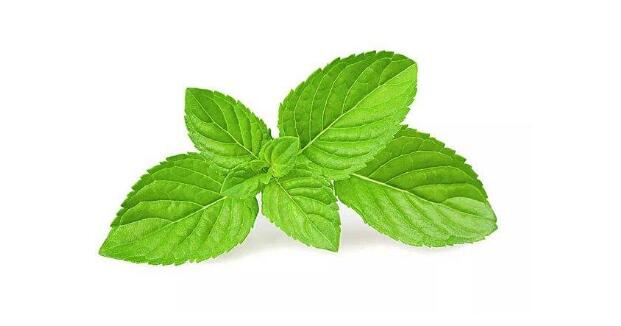 薄荷